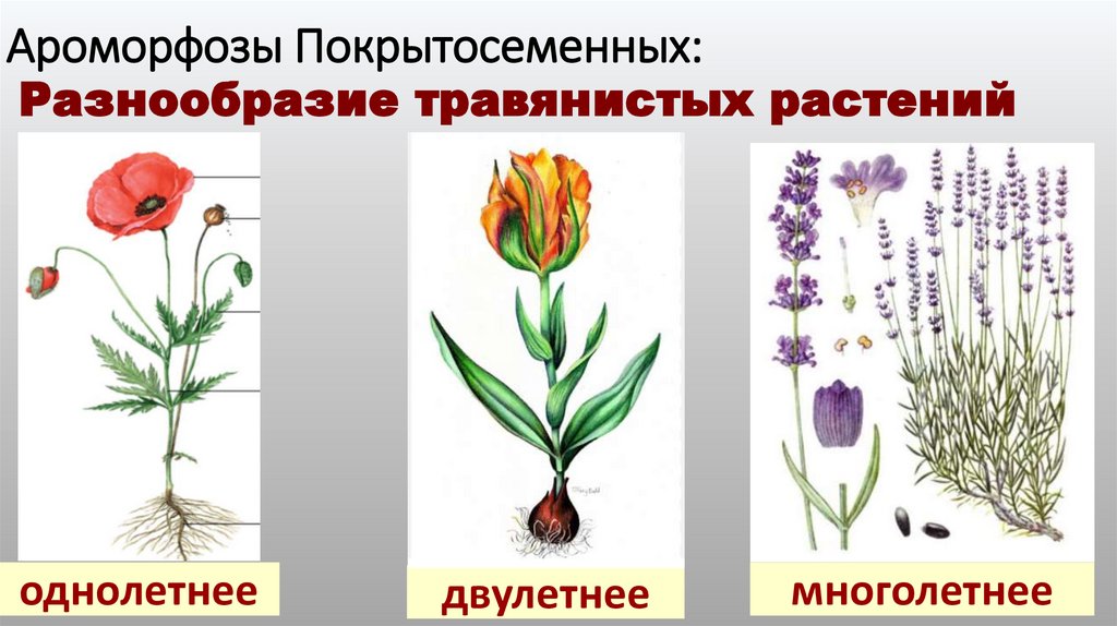 Ароморфозы Покрытосеменных: