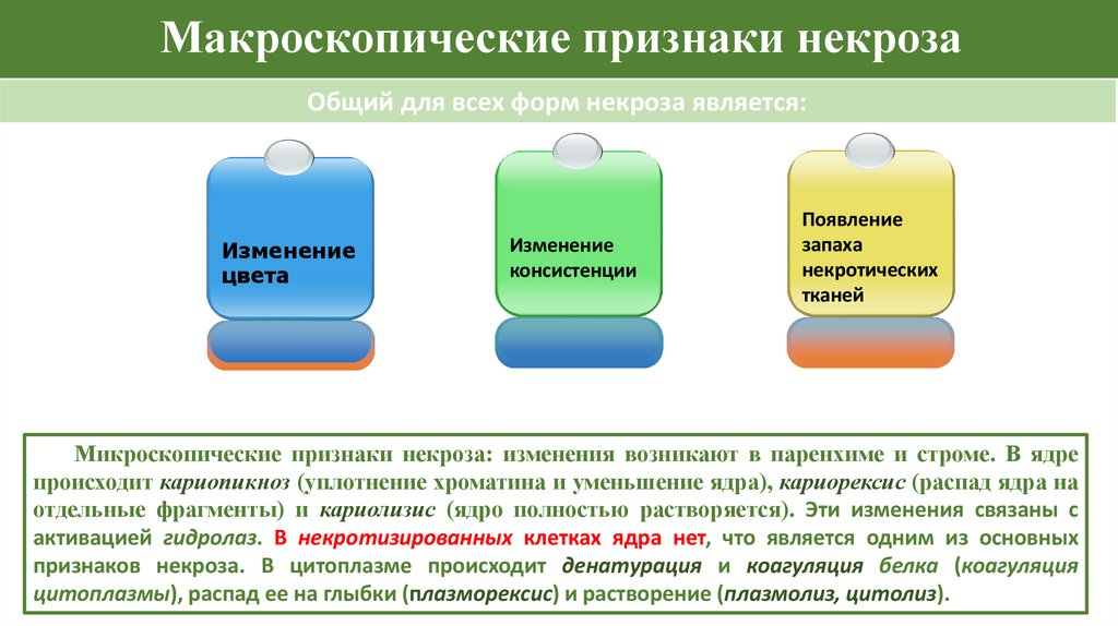 Макроскопические признаки некроза