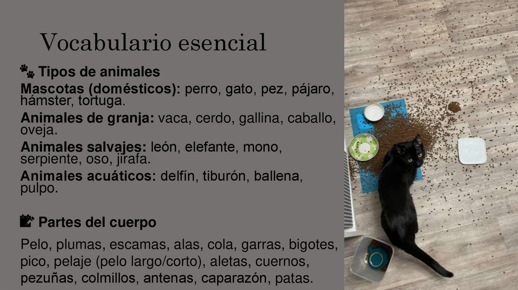 Vocabulario esencial