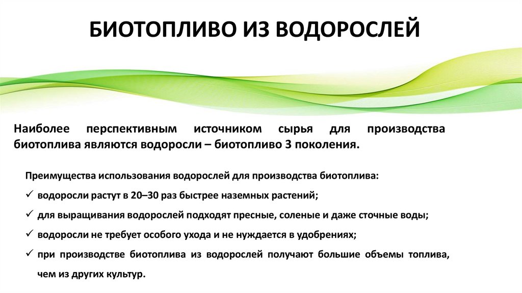БИОТОПЛИВО ИЗ ВОДОРОСЛЕЙ