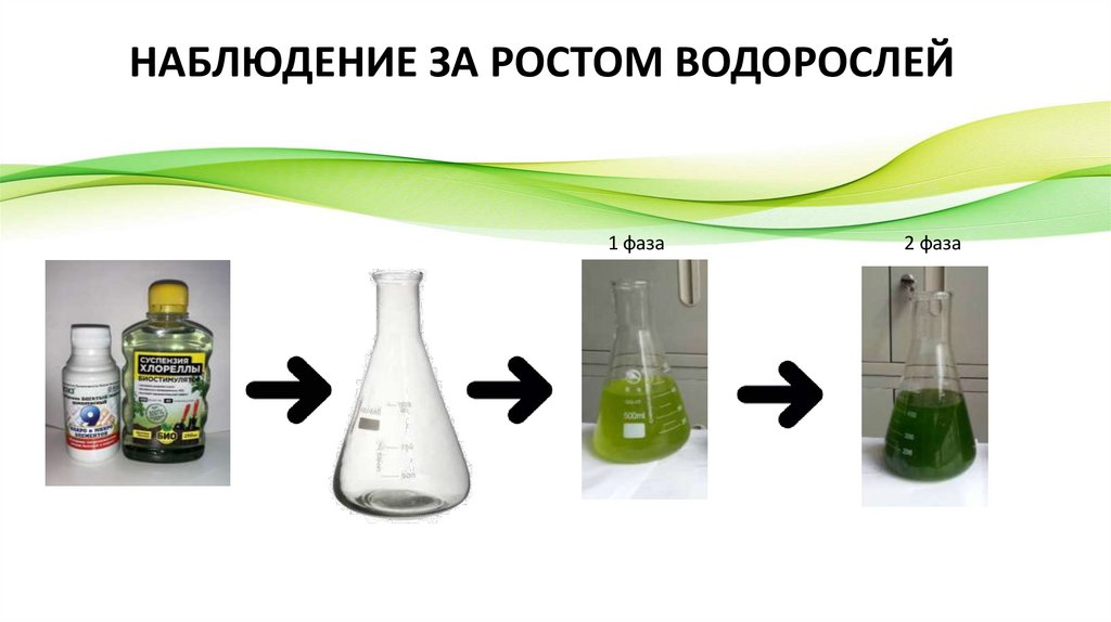 НАБЛЮДЕНИЕ ЗА РОСТОМ ВОДОРОСЛЕЙ