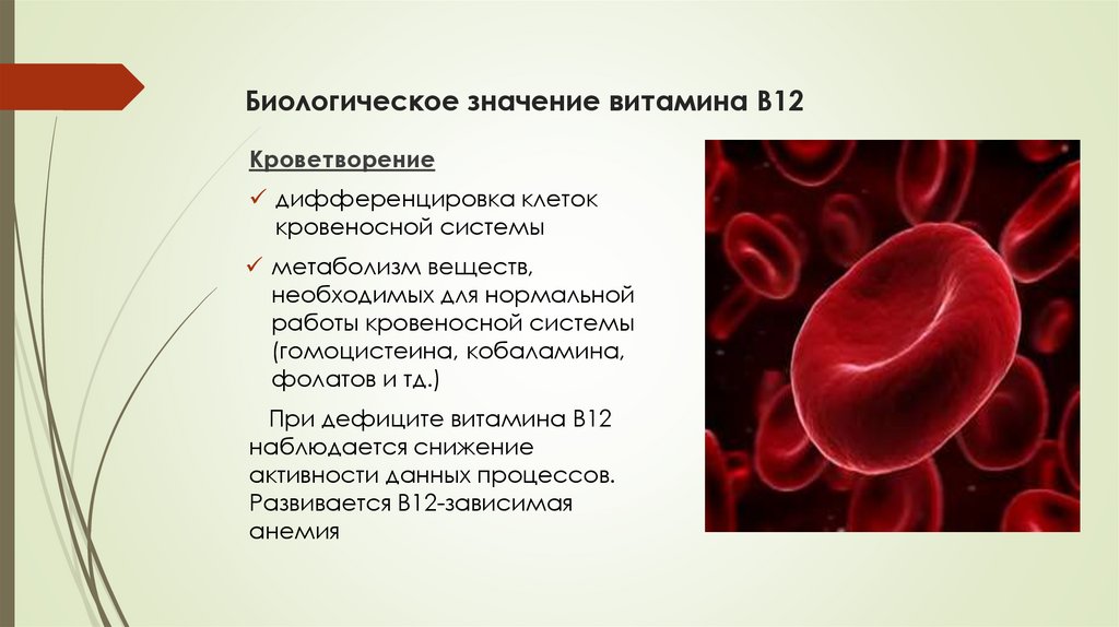 Биологическое значение витамина B12