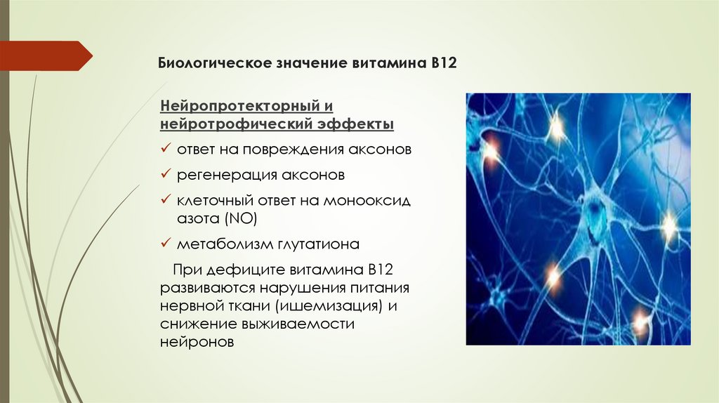 Биологическое значение витамина B12