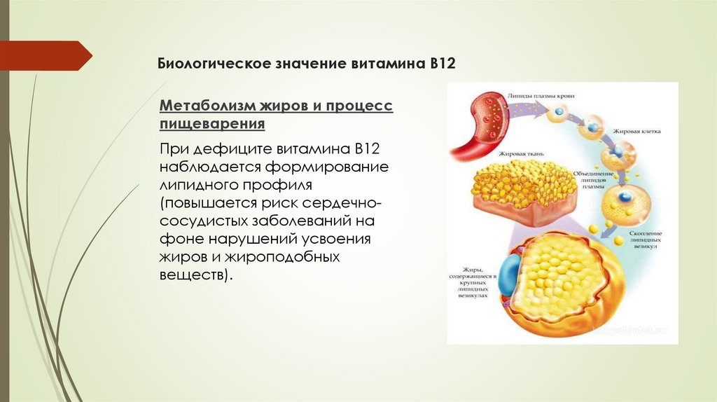 Биологическое значение витамина B12