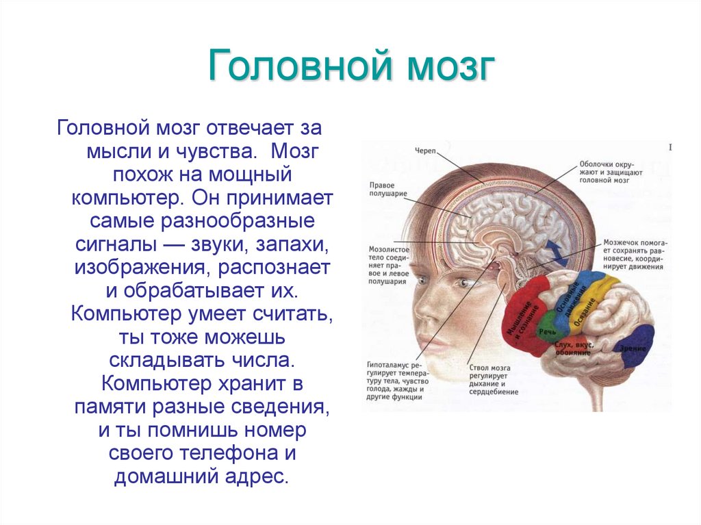 Головной мозг