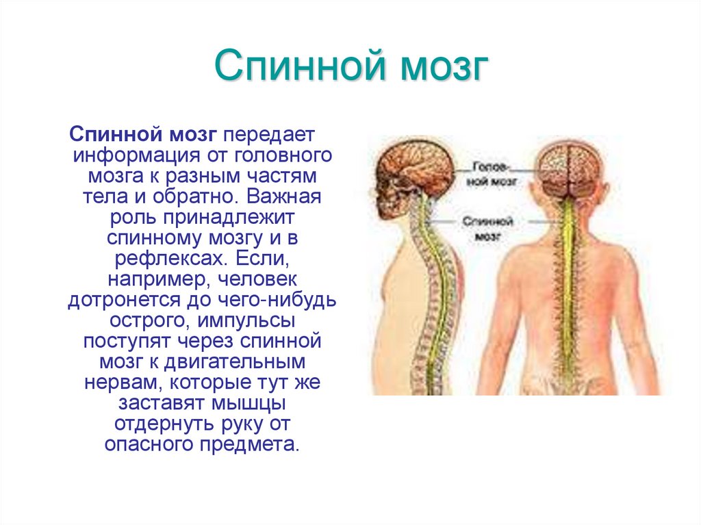 Спинной мозг