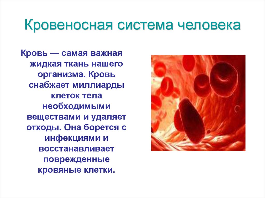 Кровеносная система человека