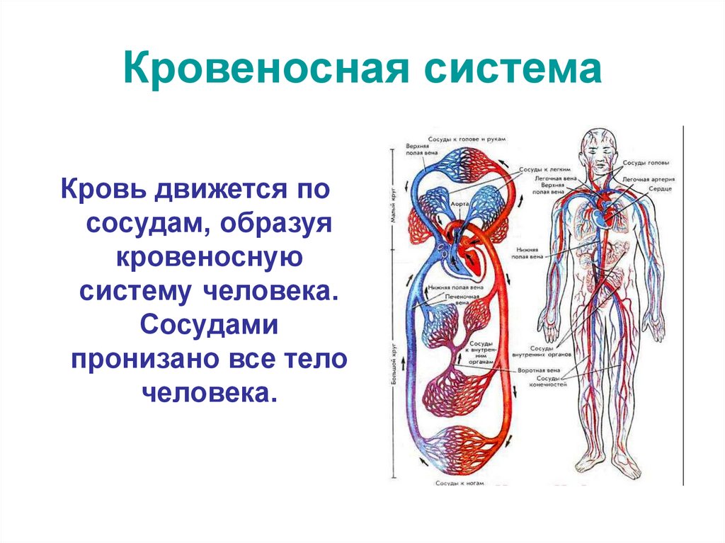 Кровеносная система
