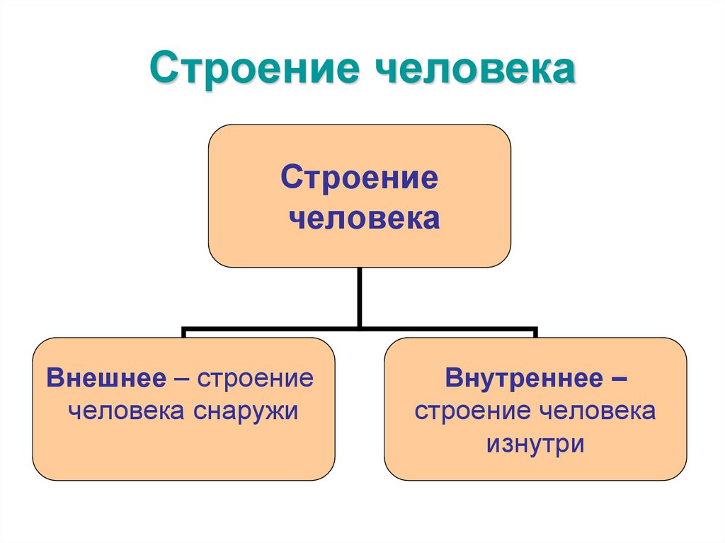 Строение человека