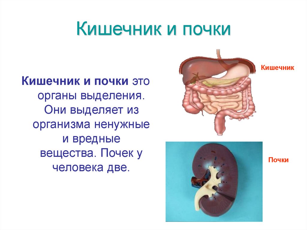 Кишечник и почки
