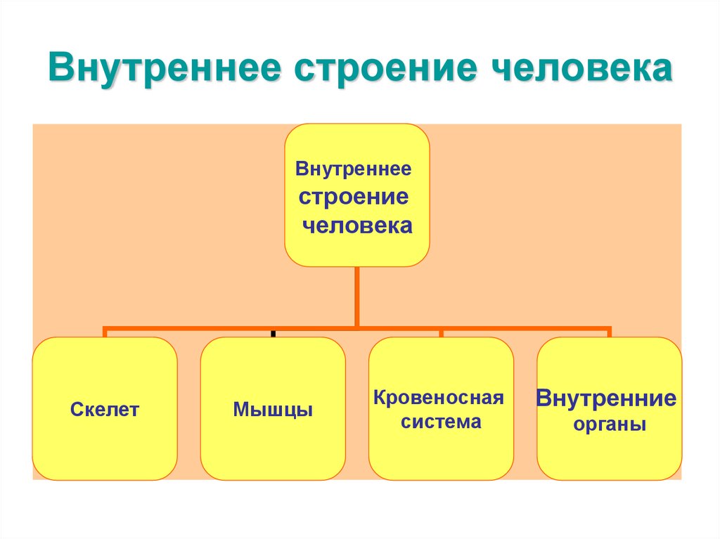Внутреннее строение человека