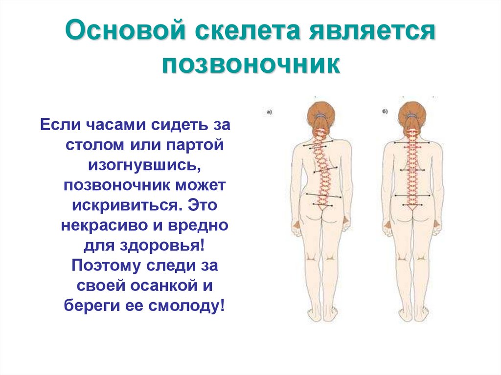 Основой скелета является позвоночник