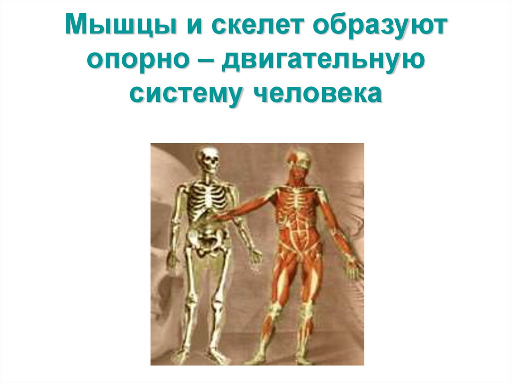 Мышцы и скелет образуют опорно – двигательную систему человека