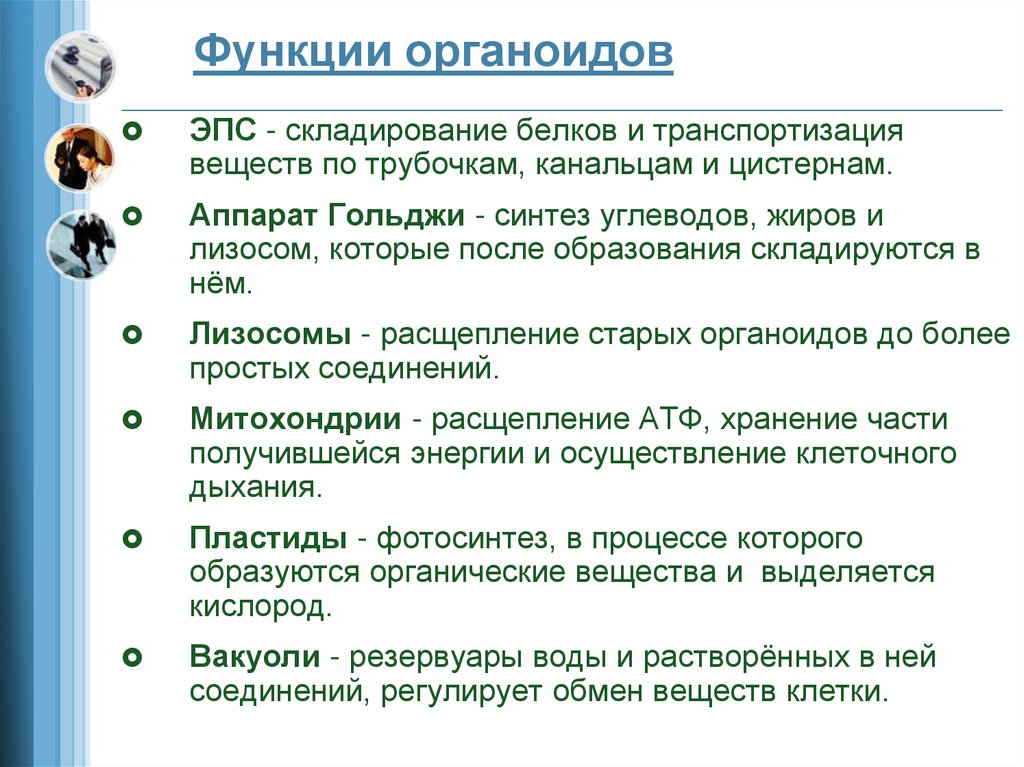 Функции органоидов