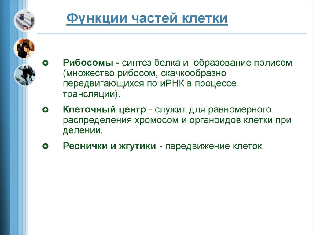 Функции частей клетки
