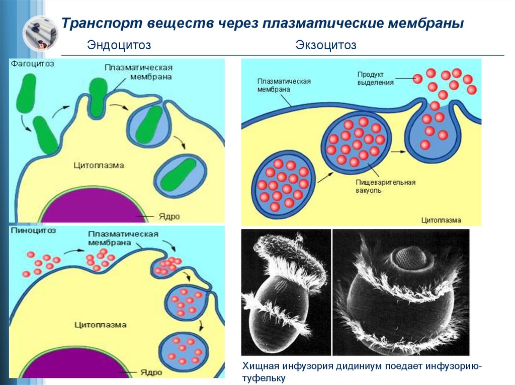 Транспорт веществ через плазматические мембраны