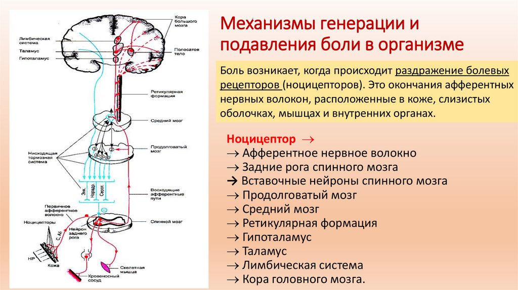 Механизмы генерации и подавления боли в организме