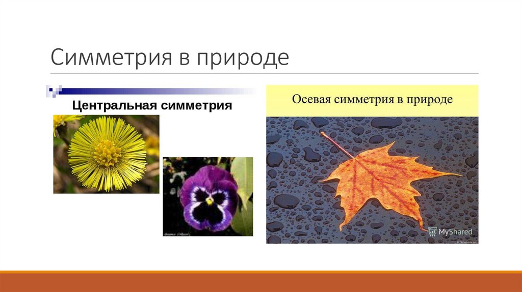 Симметрия в природе