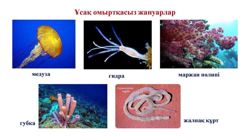 Ұсақ омыртқасыз жануарлар