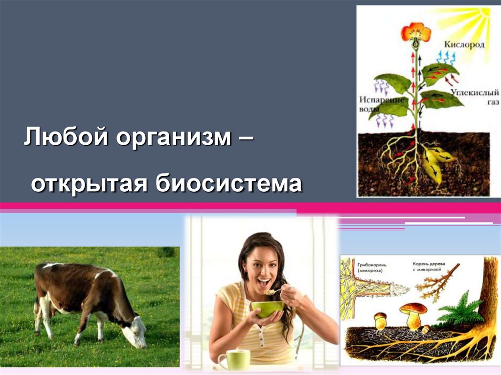 Любой организм – открытая биосистема