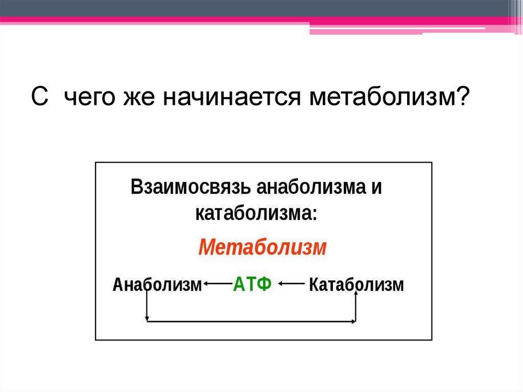 С чего же начинается метаболизм?