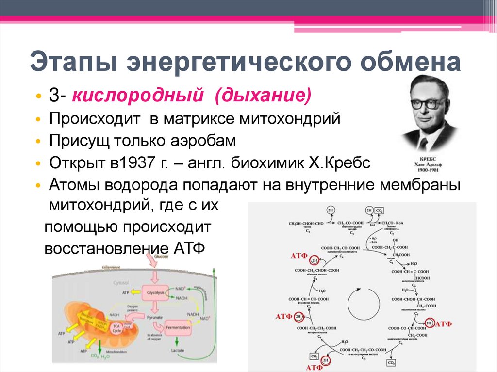 Этапы энергетического обмена
