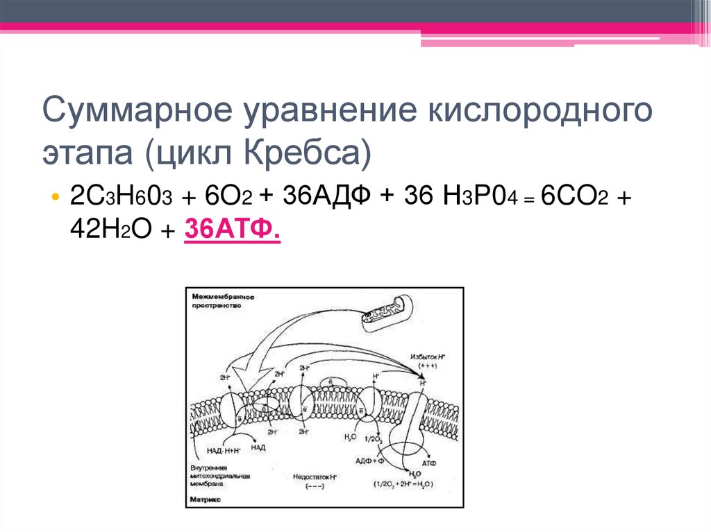 Суммарное уравнение кислородного этапа (цикл Кребса)
