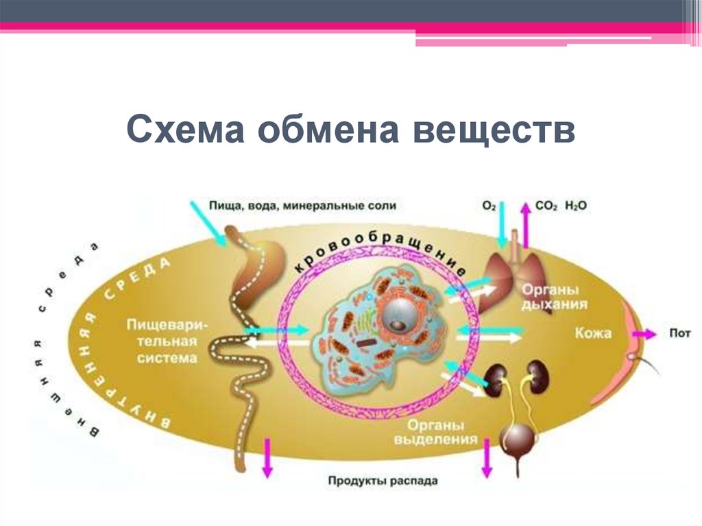 Схема обмена веществ