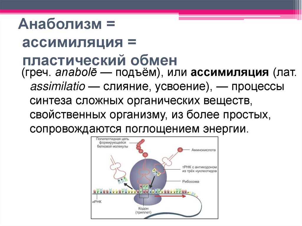 Анаболизм = ассимиляция = пластический обмен