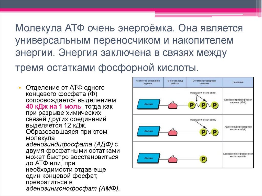 Молекула АТФ очень энергоёмка. Она является универсальным переносчиком и накопителем энергии. Энергия заключена в связях между
