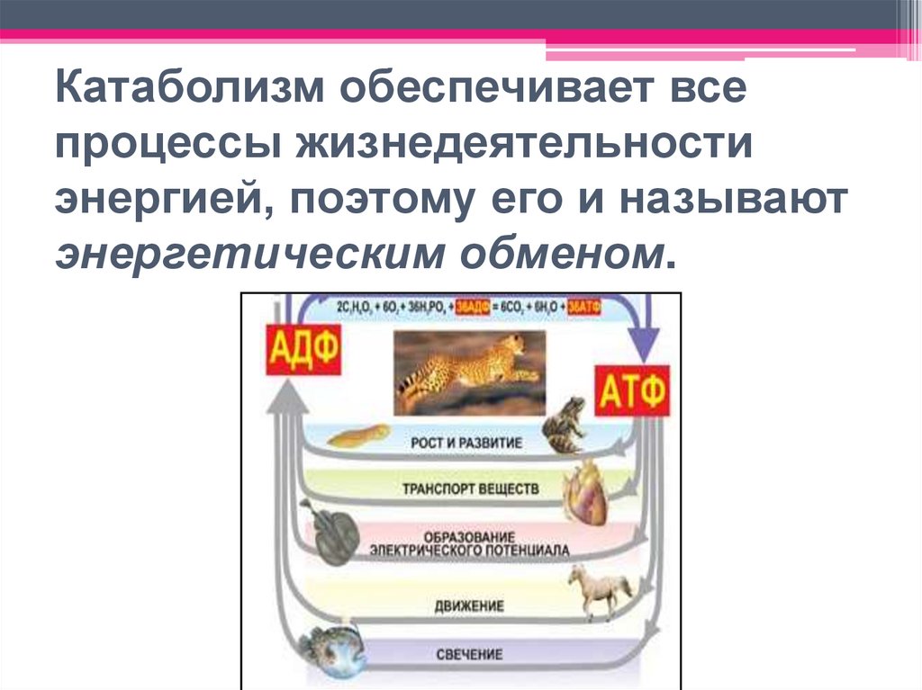 Катаболизм обеспечивает все процессы жизнедеятельности энергией, поэтому его и называют энергетическим обменом.