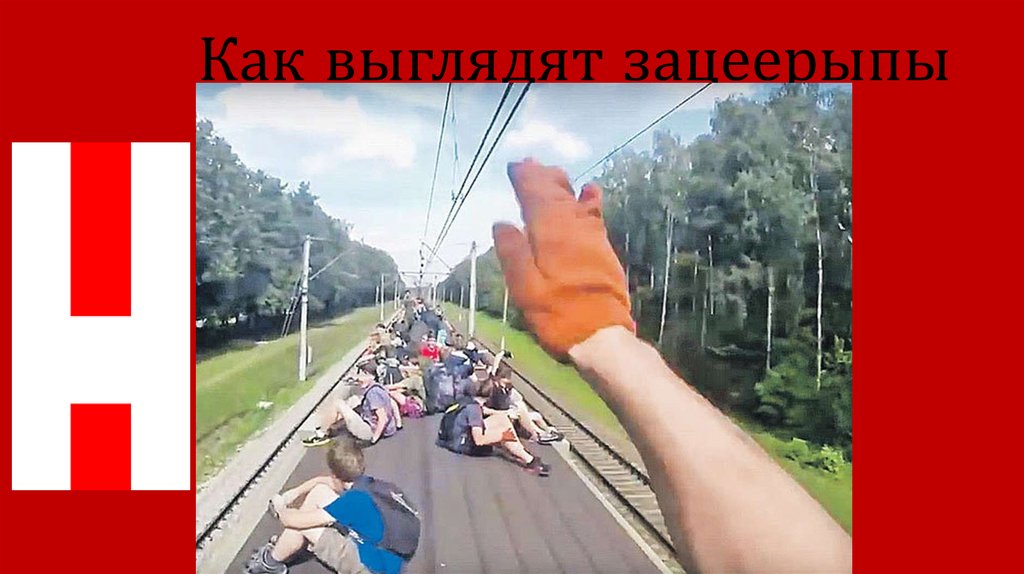 Как выглядят зацеерыпы