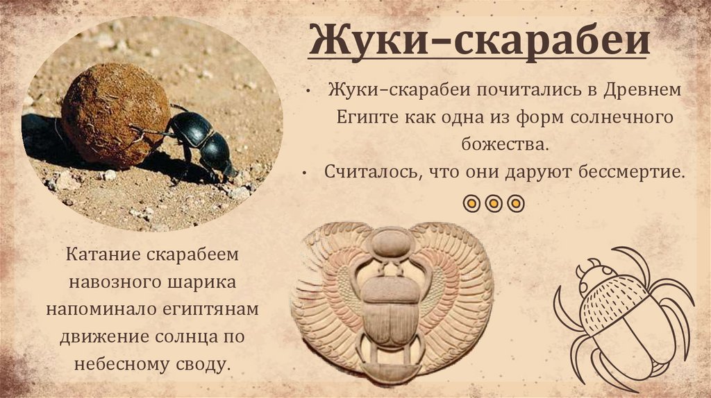 Жуки-скарабеи