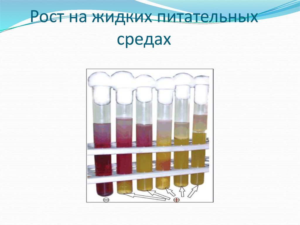 Рост на жидких питательных средах