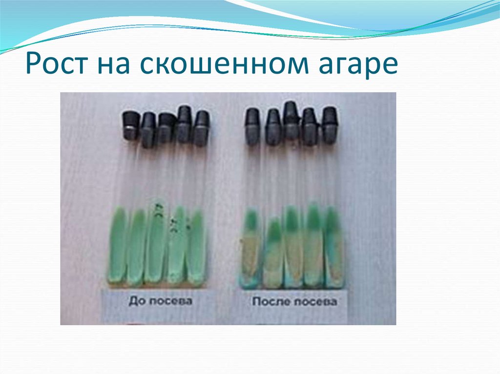 Рост на скошенном агаре