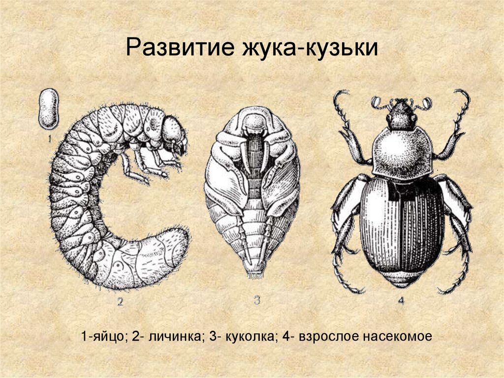 Развитие жука-кузьки