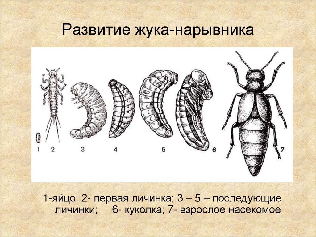 Развитие жука-нарывника