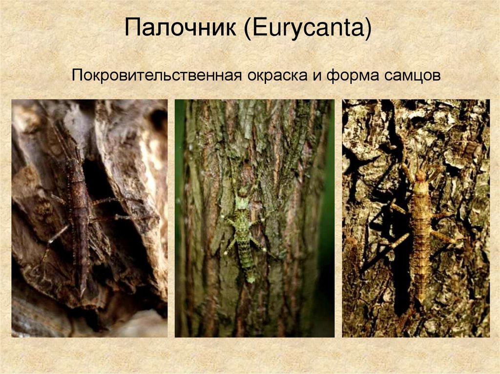 Палочник (Eurуcanta)