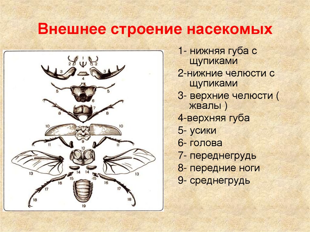 Внешнее строение насекомых
