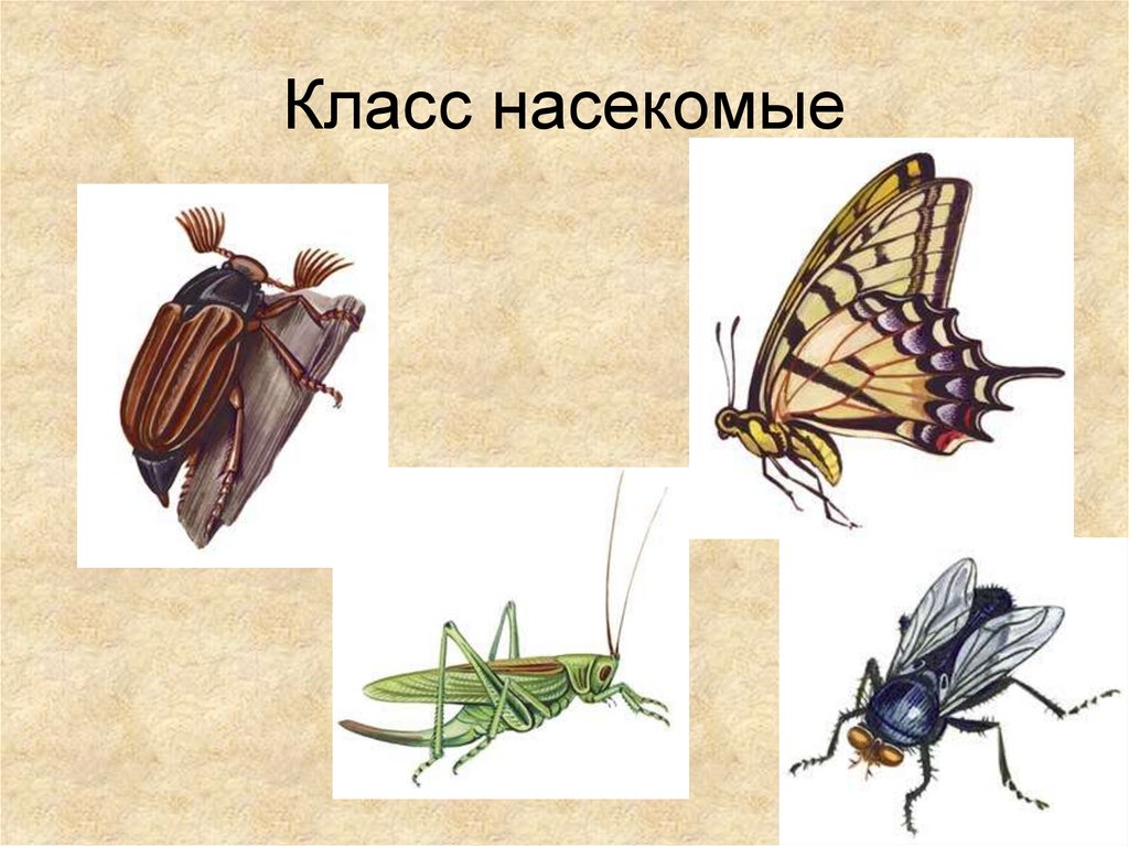 Класс насекомые