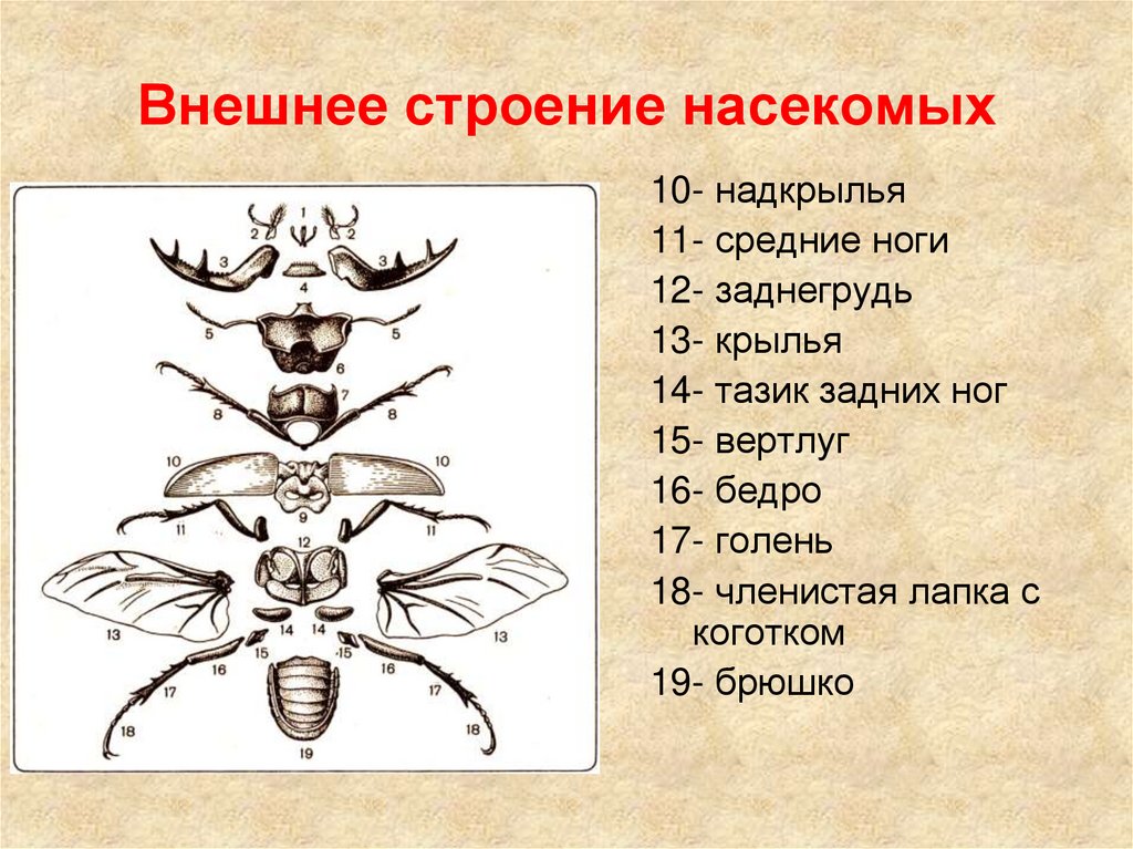 Внешнее строение насекомых