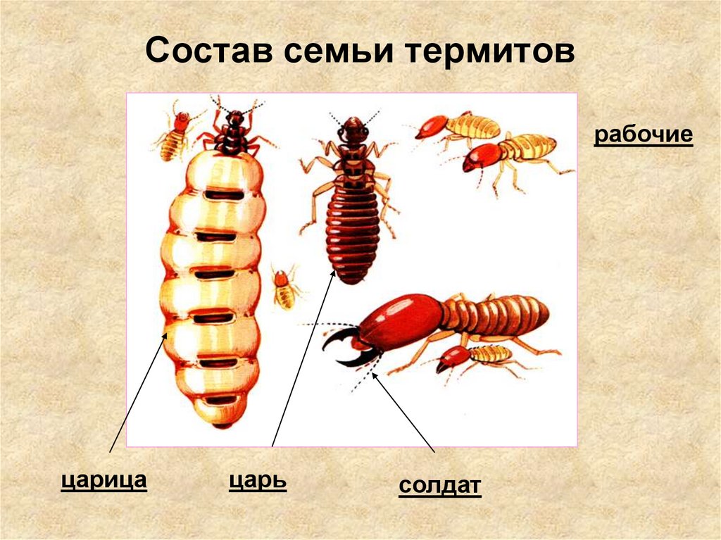 Состав семьи термитов