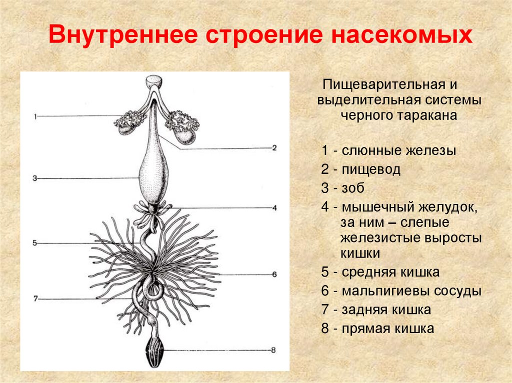 Внутреннее строение насекомых