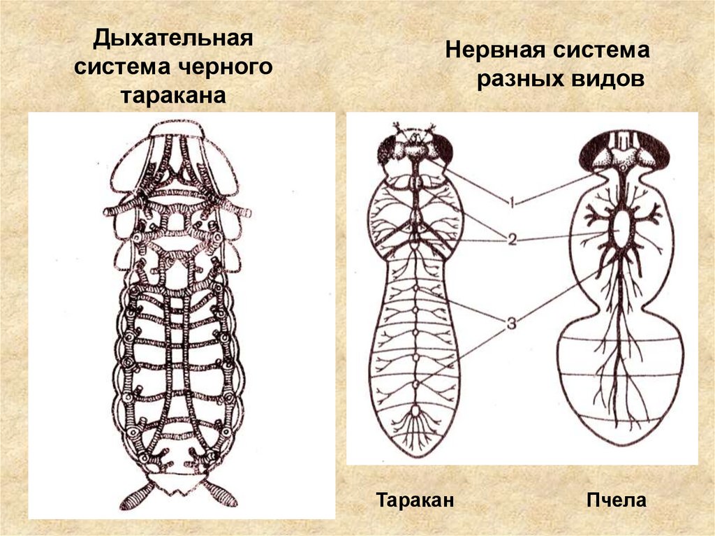 Дыхательная система черного таракана