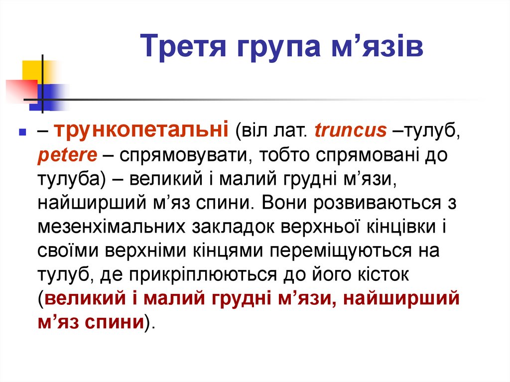 Третя група м’язів