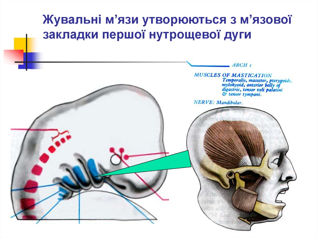 Жувальні м’язи утворюються з м’язової закладки першої нутрощевої дуги