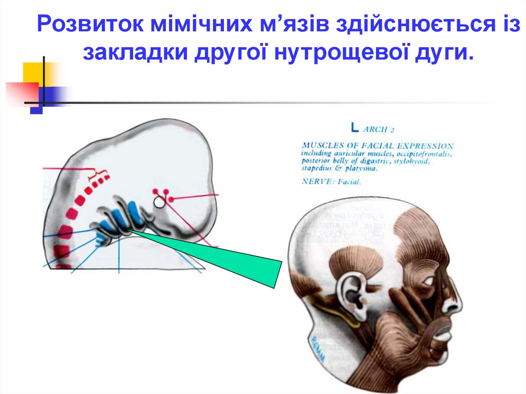 Розвиток мімічних м’язів здійснюється із закладки другої нутрощевої дуги.