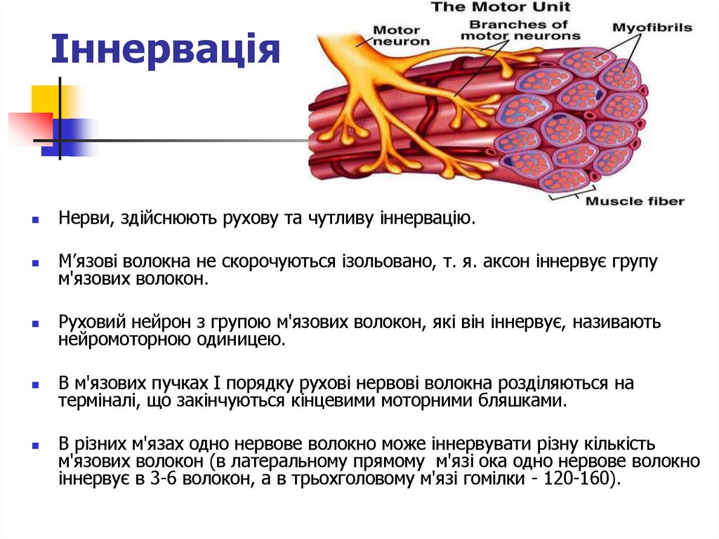 Іннервація