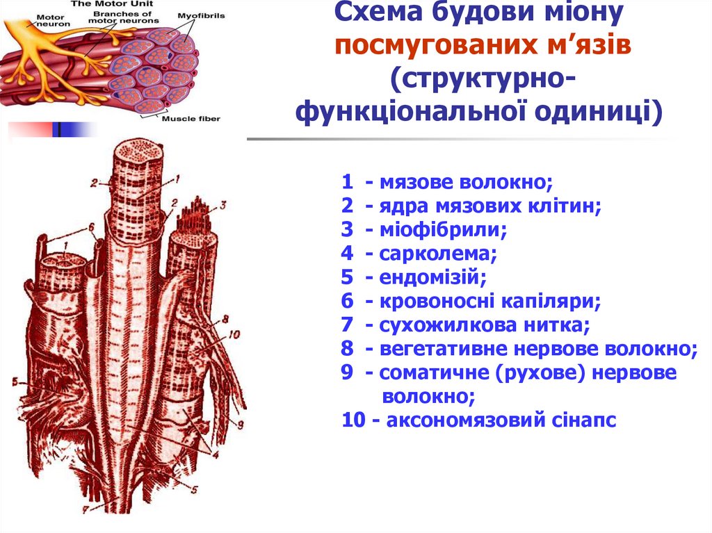Схема будови міону посмугованих м’язів (структурно-функціональної одиниці)