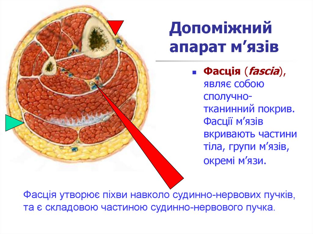 Допомiжний апарат м’язiв